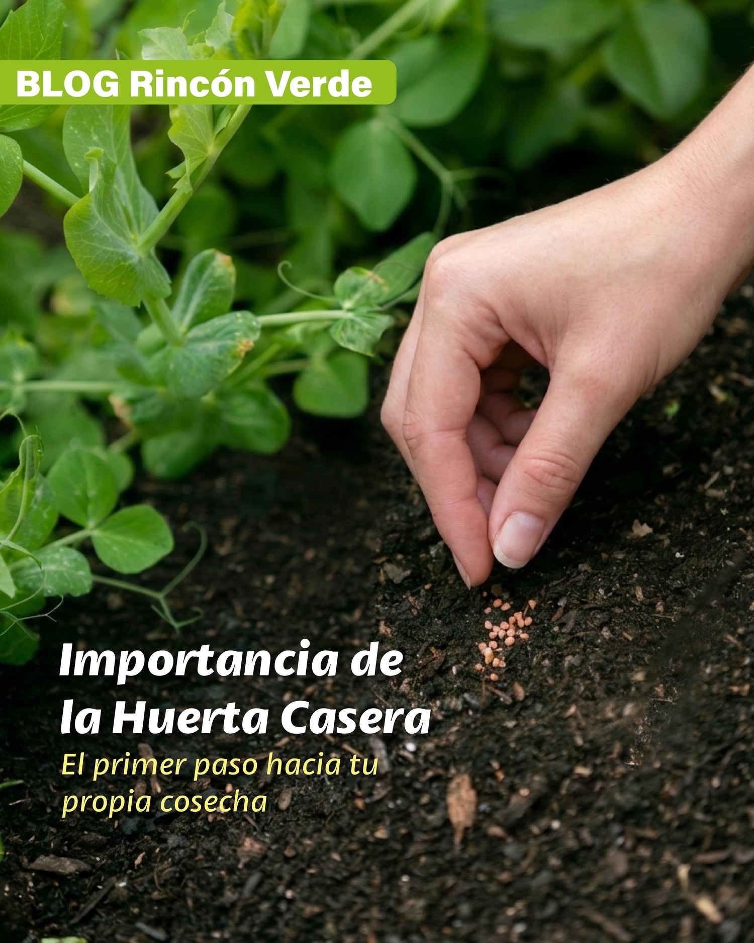 Rincón Verde. Capítulo 1: Importancia de la Huerta Casera
