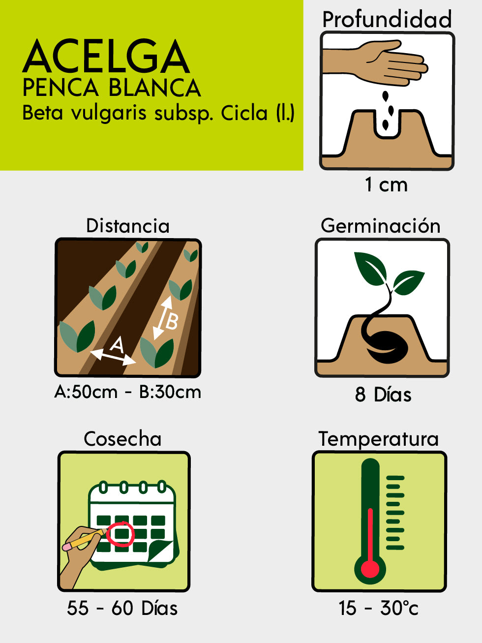 ACELGA PENCA BLANCA X 5 G