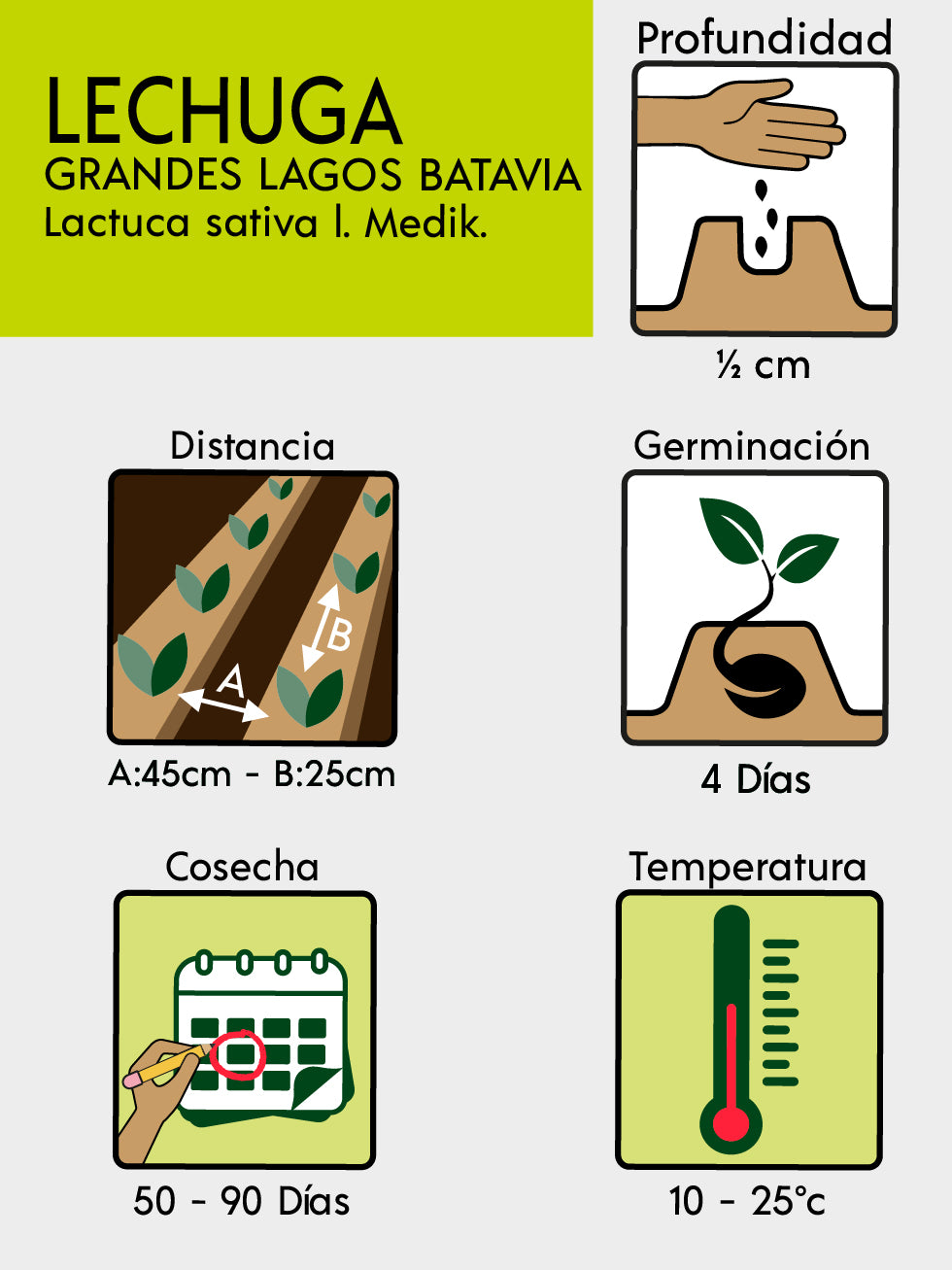 LECHUGA BATAVIA X 100 G
