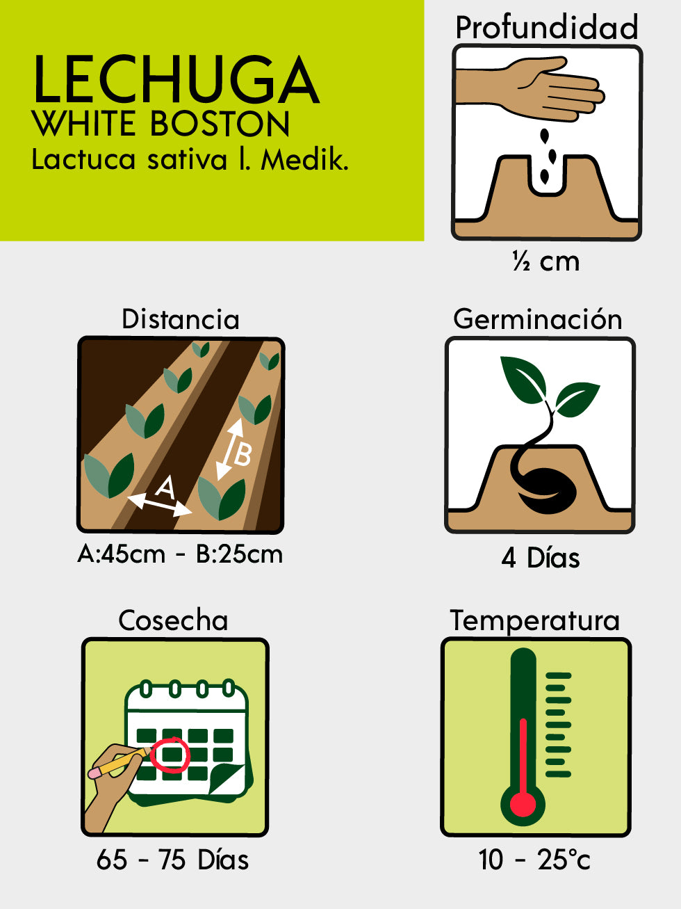 LECHUGA WHITE BOSTON X LIBRA