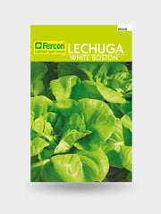 LECHUGA WHITE BOSTON X LIBRA