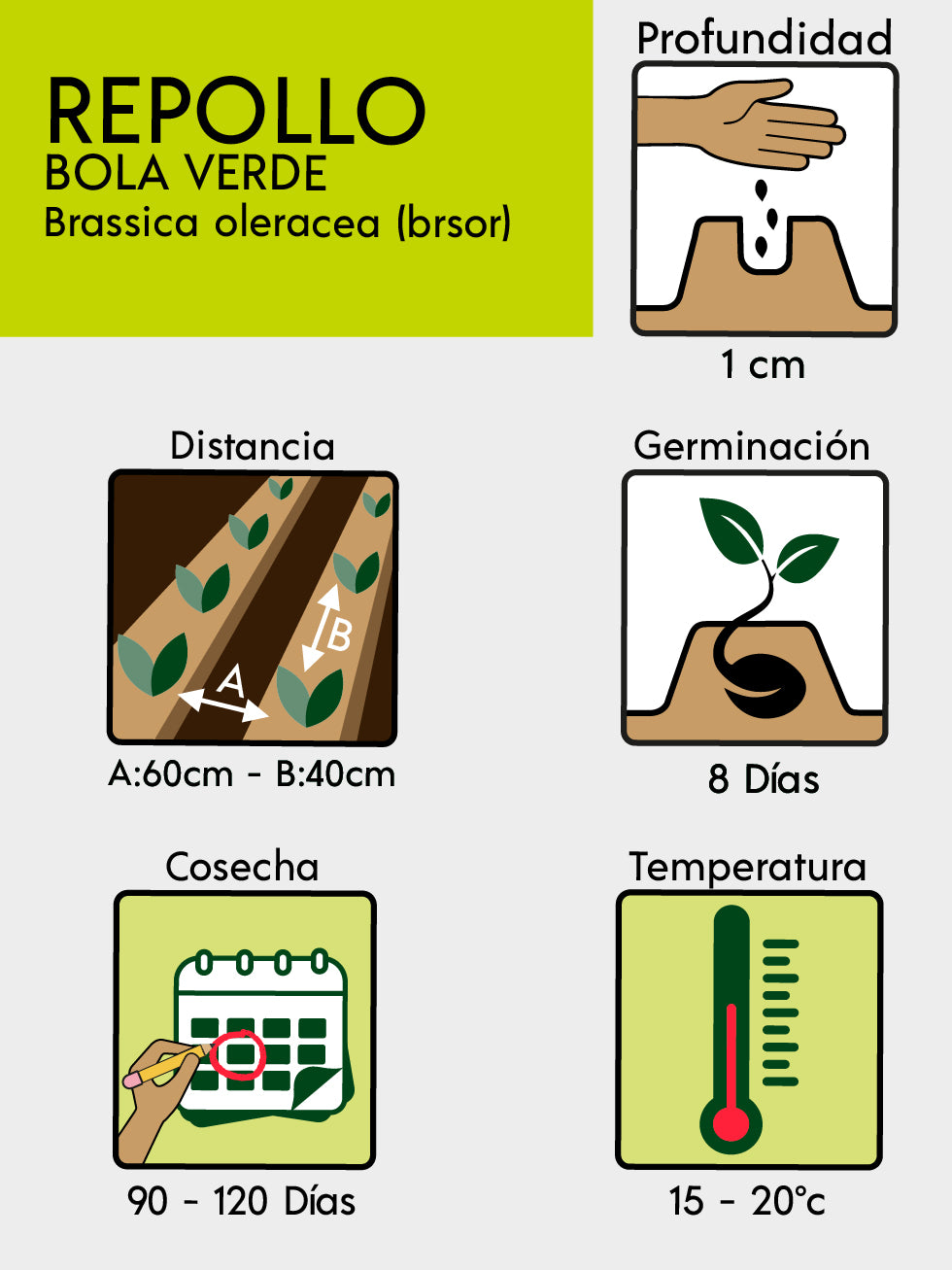 REPOLLO BOLA VERDE X LIBRA
