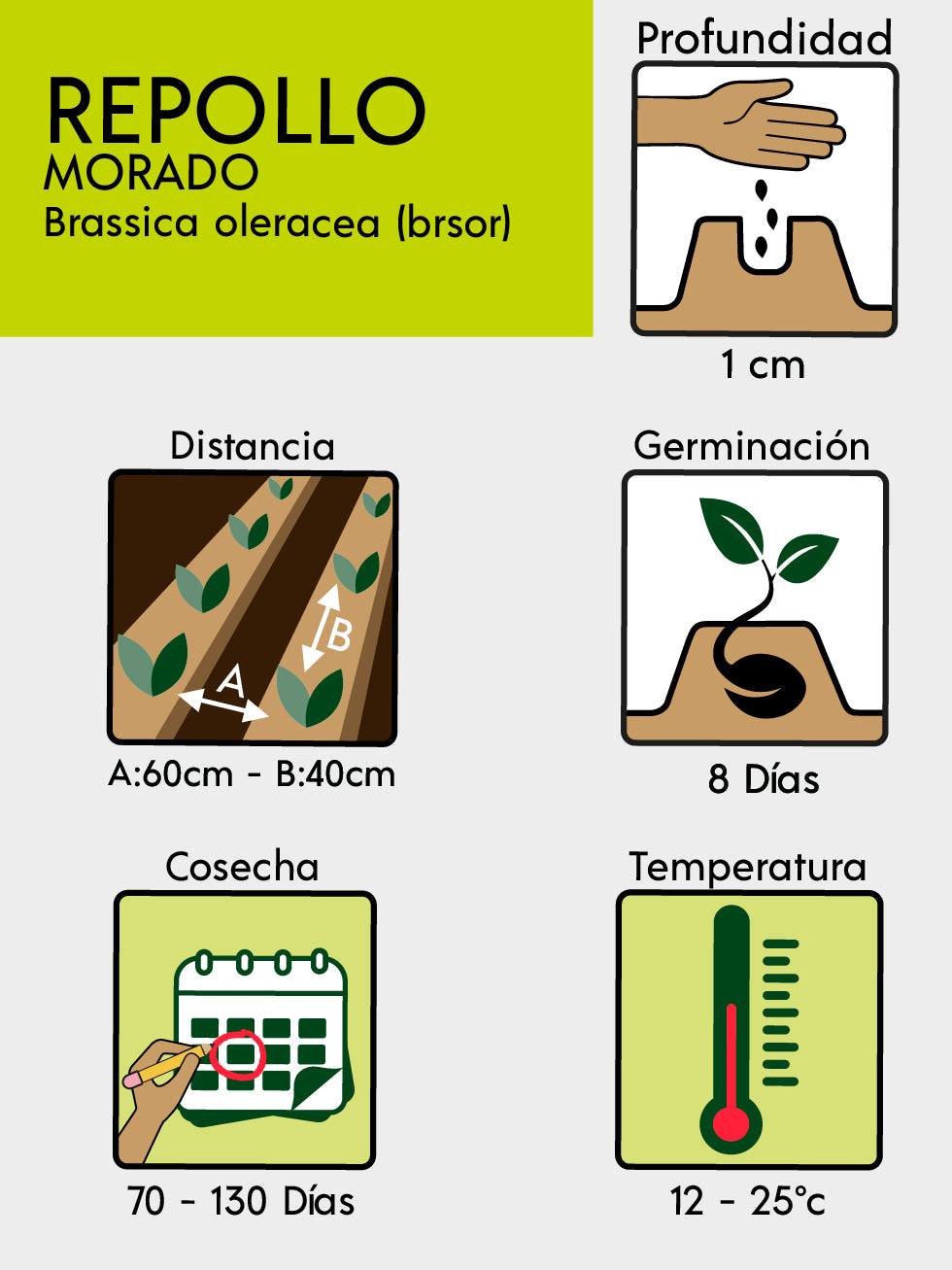 REPOLLO RED ACRE MORADO X 100 G