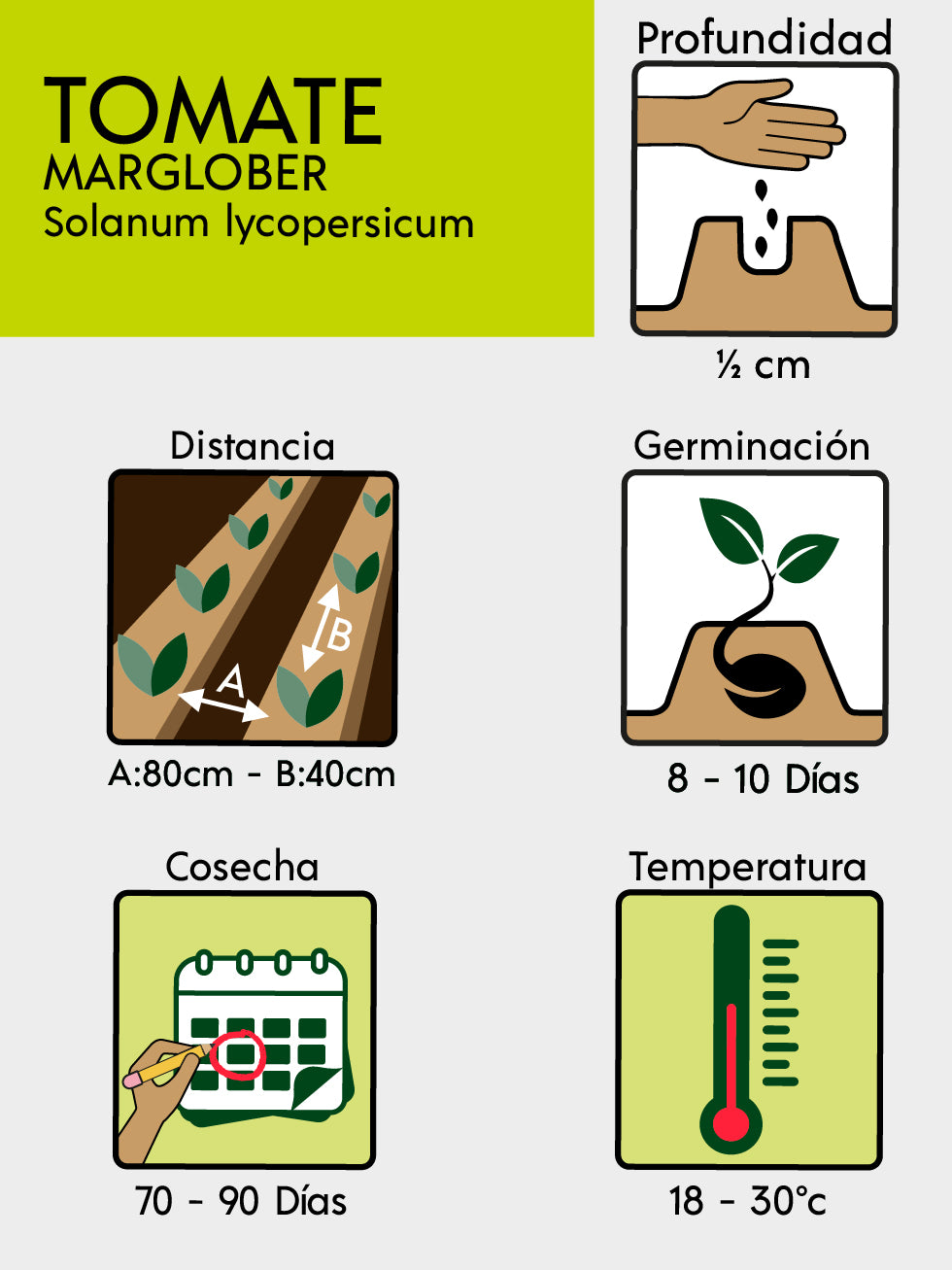 TOMATE MARGLOBER X 1 G