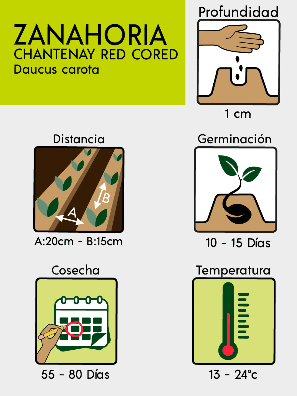 ZANAHORIA CH RED CORED X 25 G