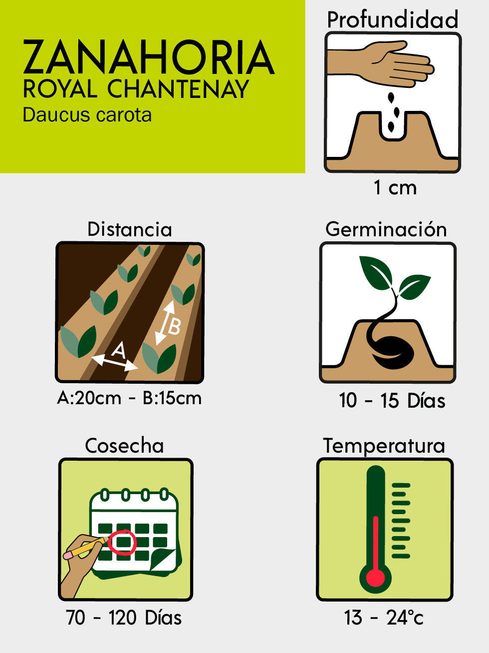 ZANAHORIA ROYAL CHANTENAY  X 4 G