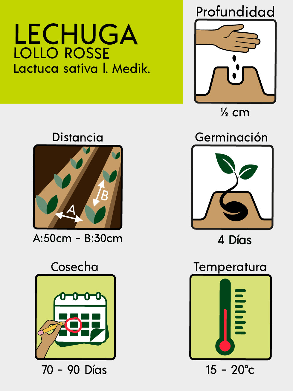 LECHUGA MORADA LOLLO ROSSO  X 2 G