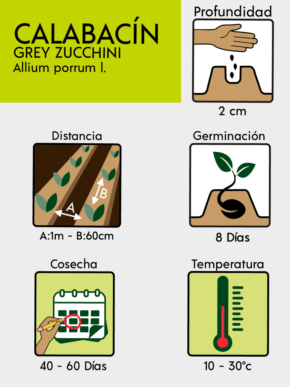 CALABACIN GREY ZUCCHINI X LIBRA