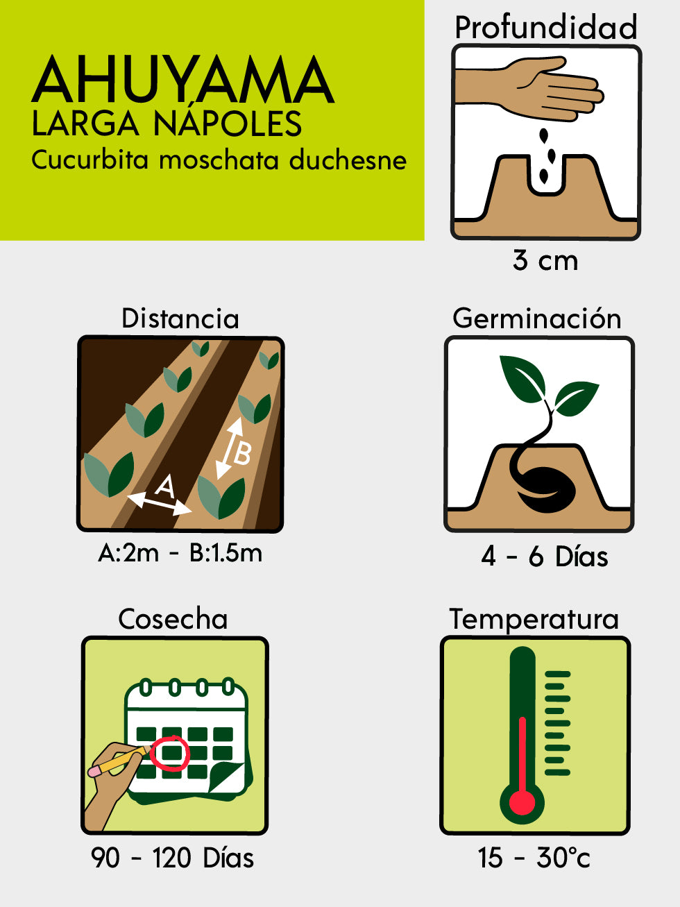 AHUYAMA LARGA NAPOLES  X 2 G