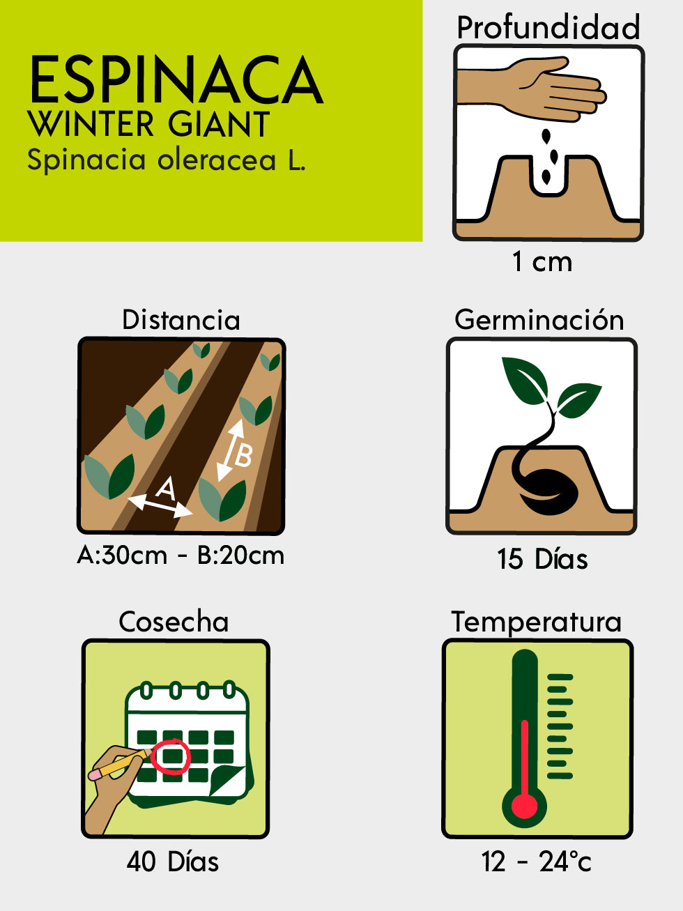 ESPINACA WINTER GIANT BIO