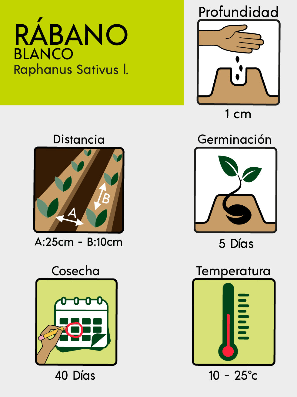 RABANO BLANCO BIO