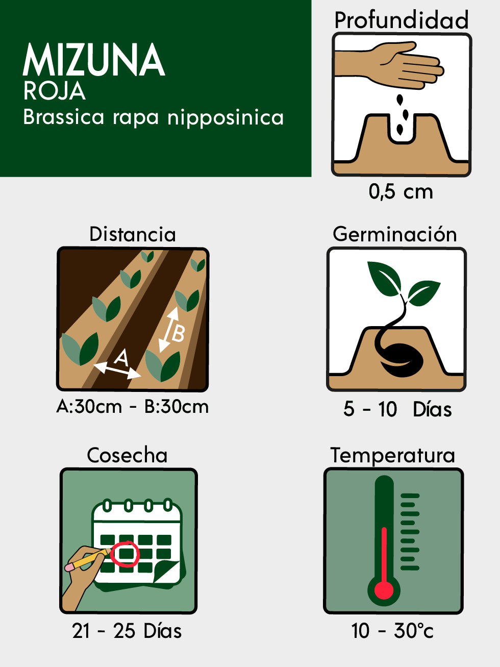 MIZUNA ROJA