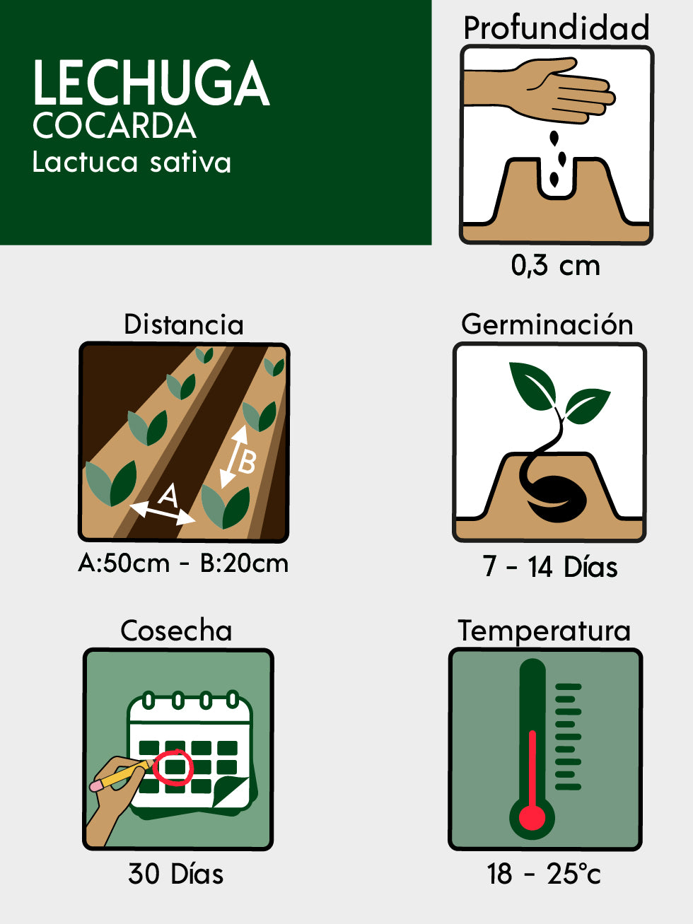 LECHUGA COCARDA