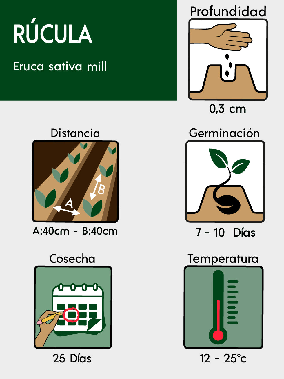 RÚCULA