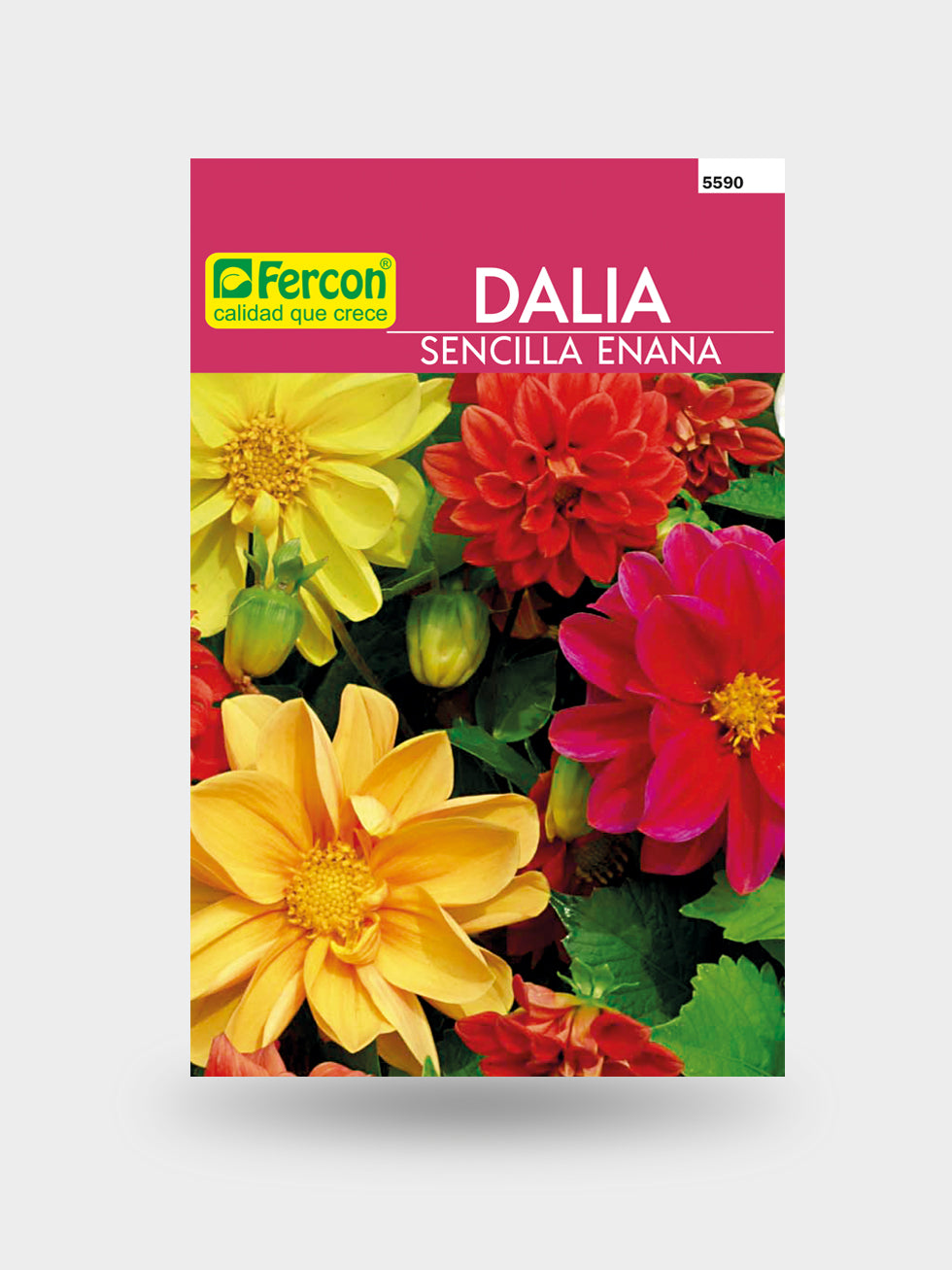 DALIA SENCILLA ENANA 5590