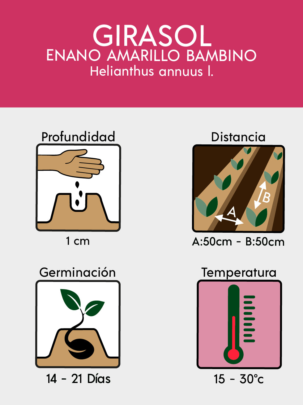 GIRASOL ENANO BAMBINO 5862
