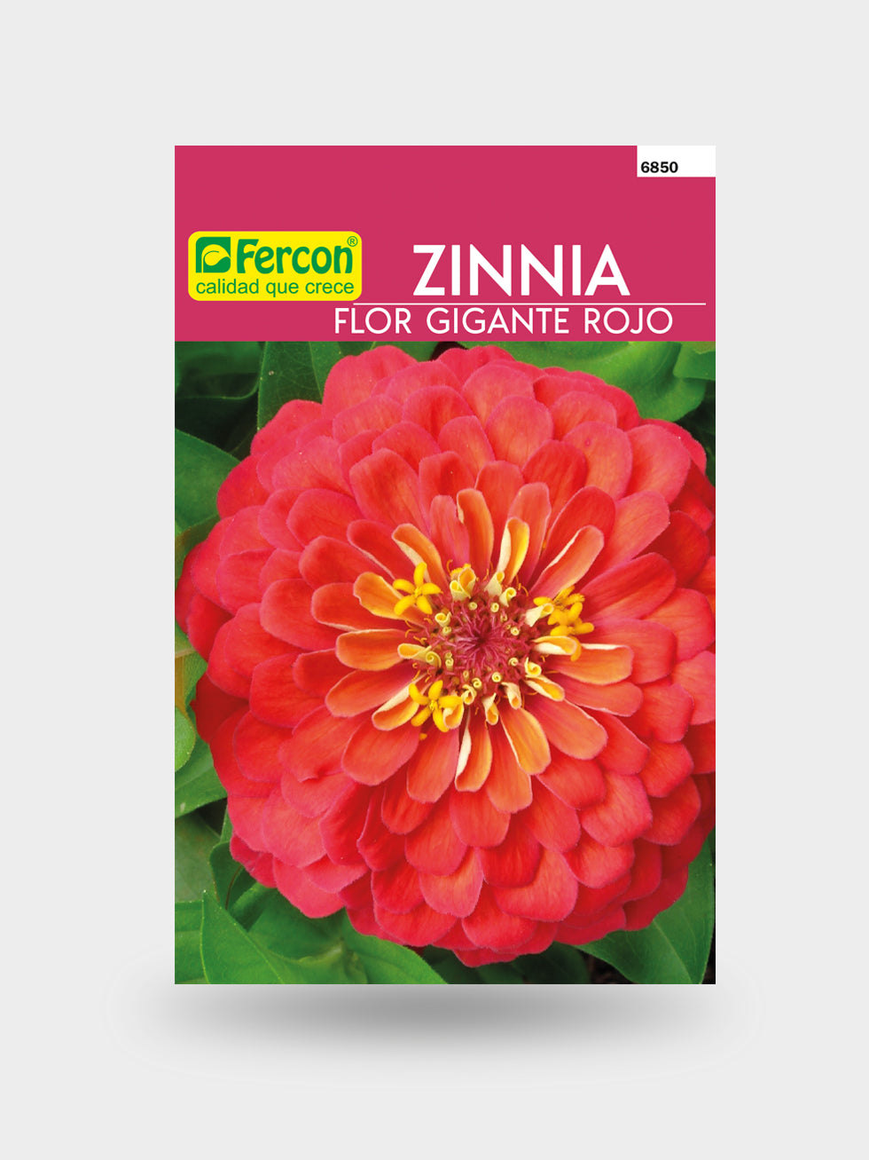 ZINNIA FLOR GIGANTE ROJO 6850