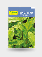 HIERBABUENA 2240