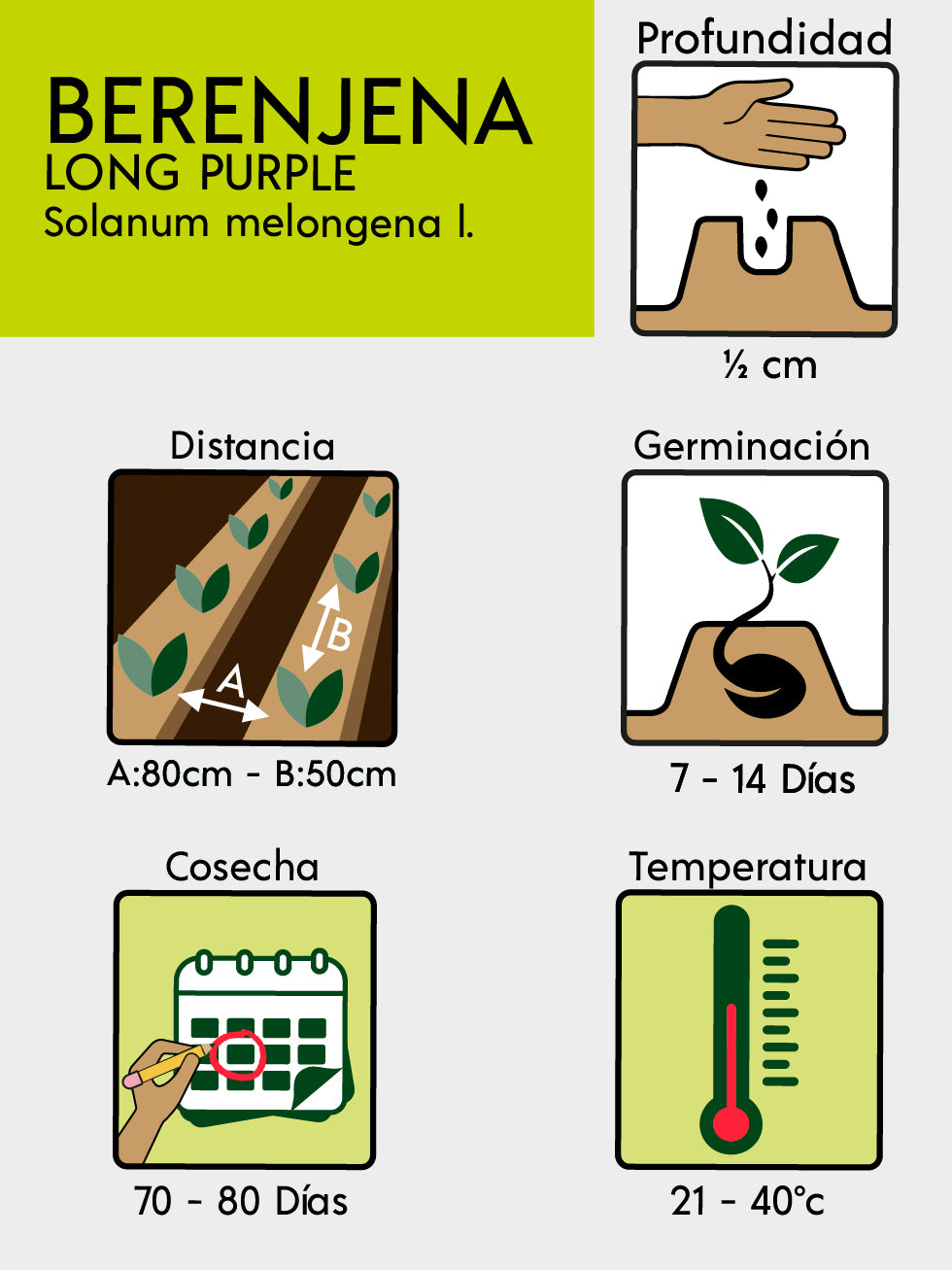 BERENJENA LARGA X 2 G