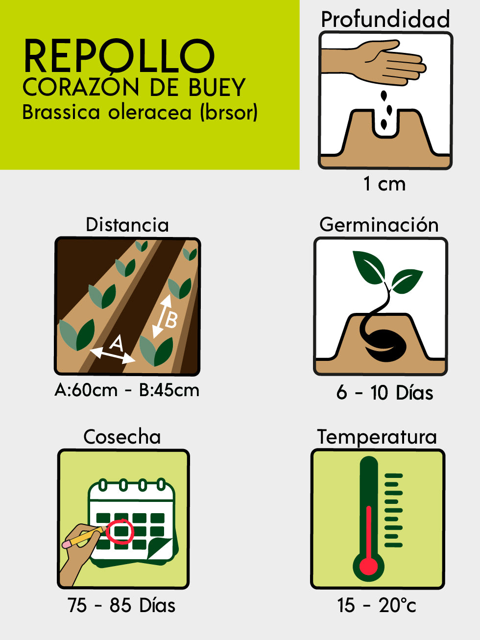 REPOLLO CORAZON DE BUEY X 3 G