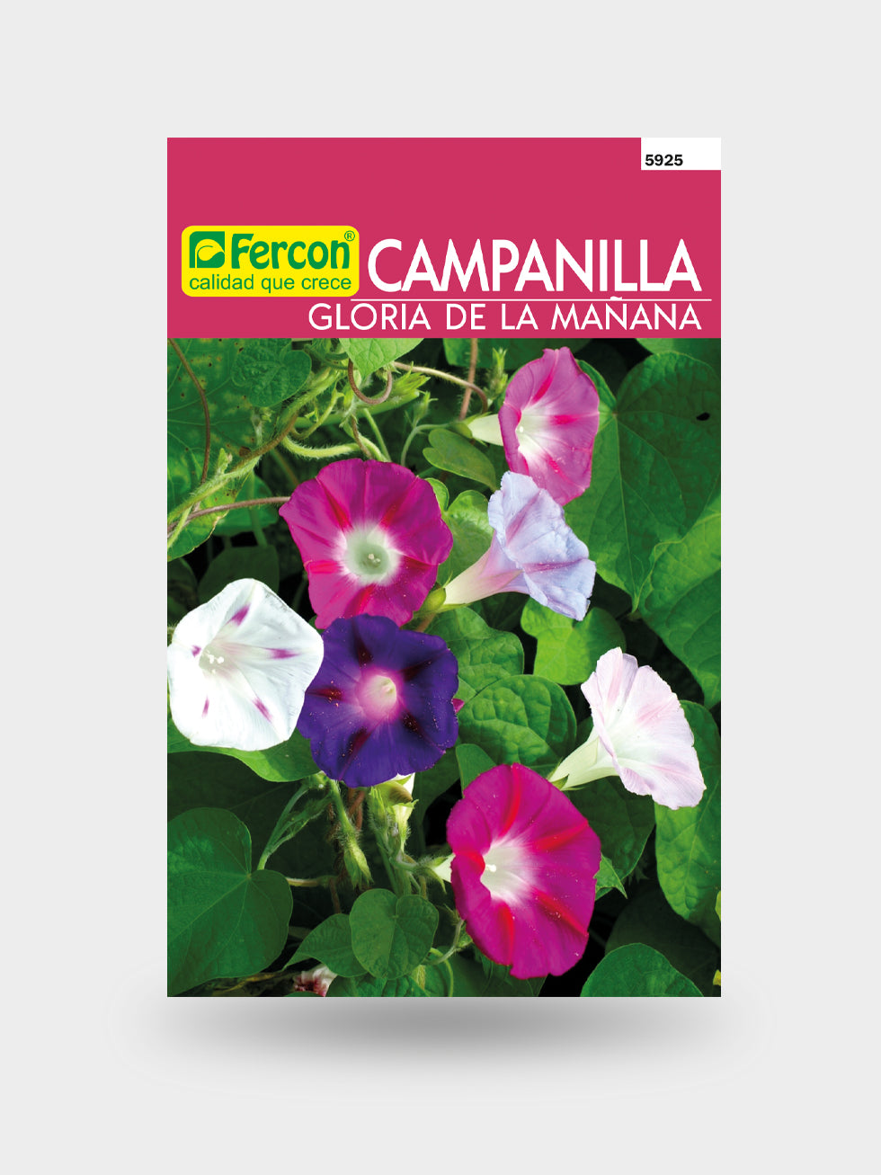 CAMPANILLA GLORIA DE LA MANANA 5925