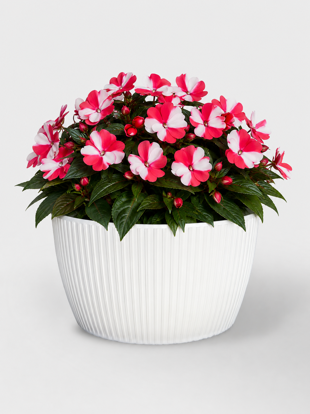 MACETA ECO BOWL TOSCANA BLANCO