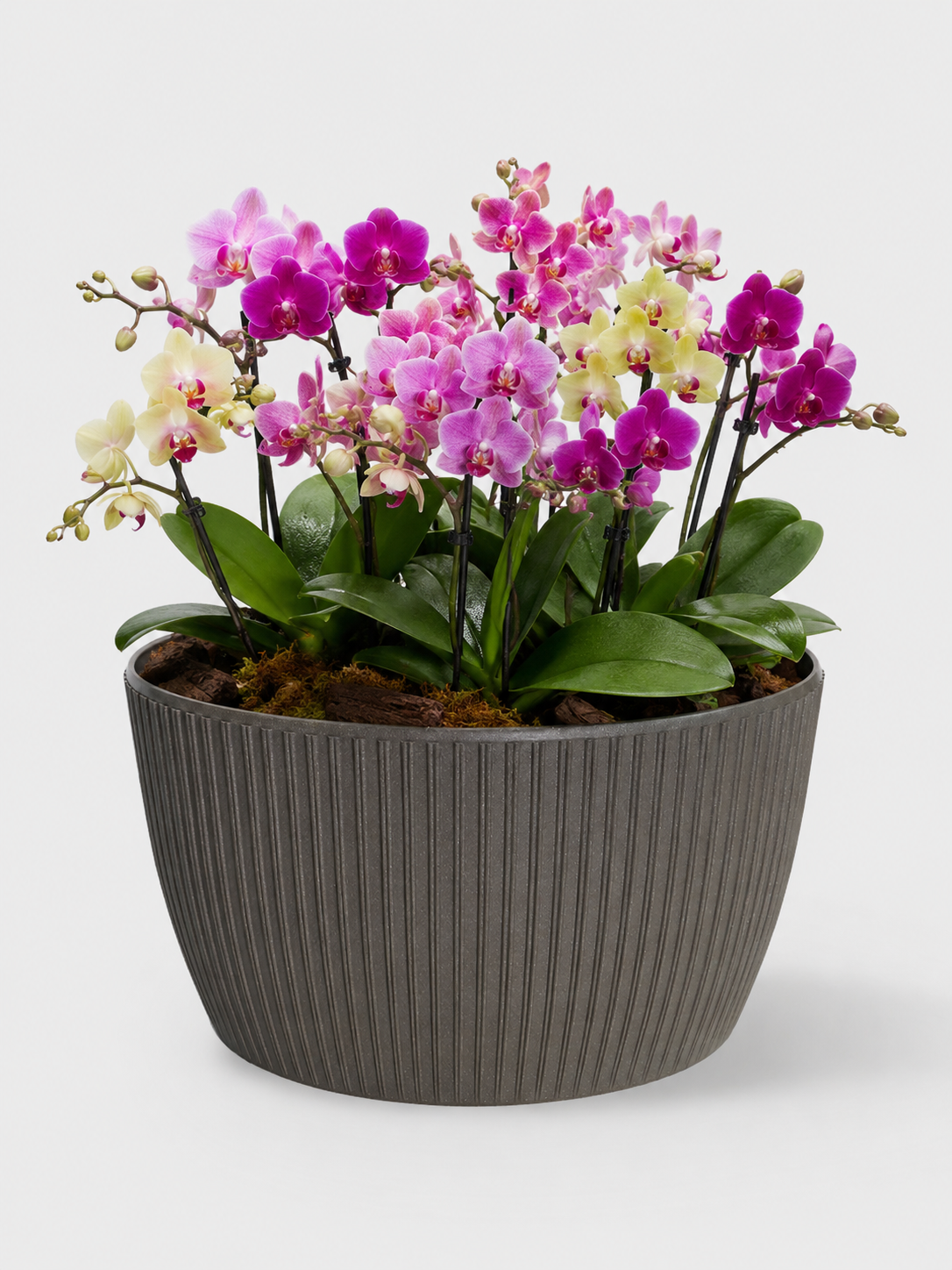 MACETA ECO BOWL TOSCANA GRIS