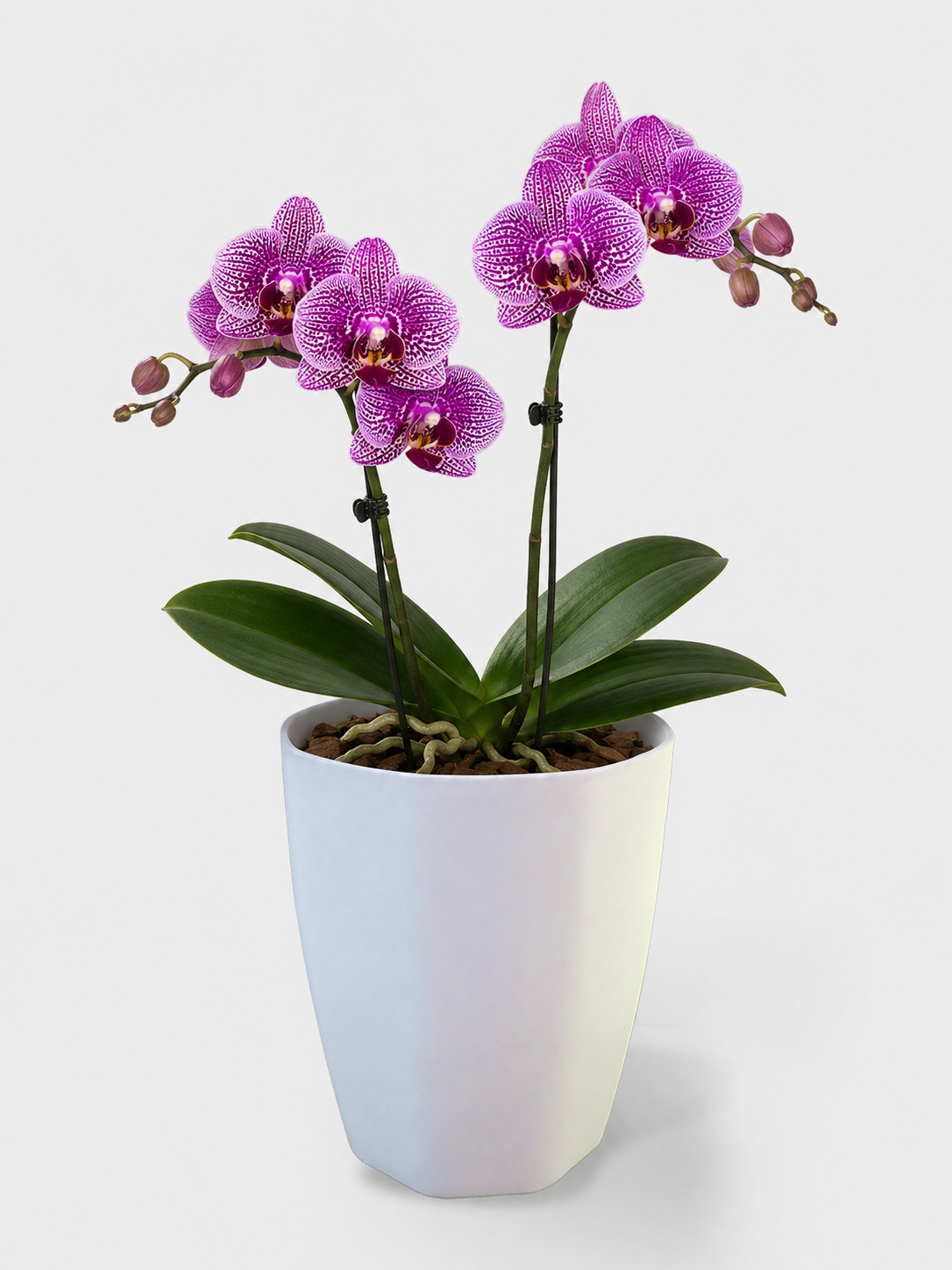 PORTAORQUIDEA THAI BLANCO