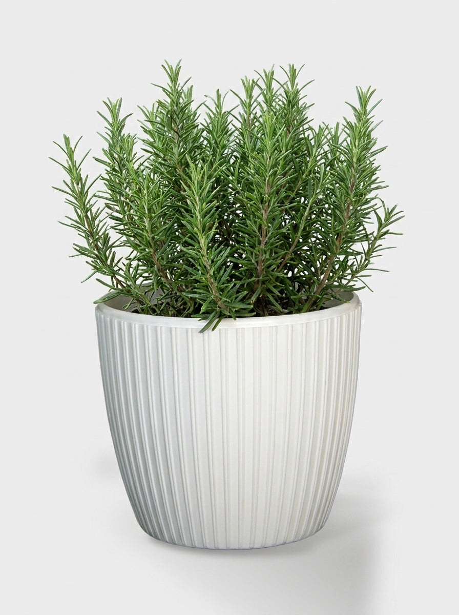 MATERA TOSCANA 14CM BLANCO