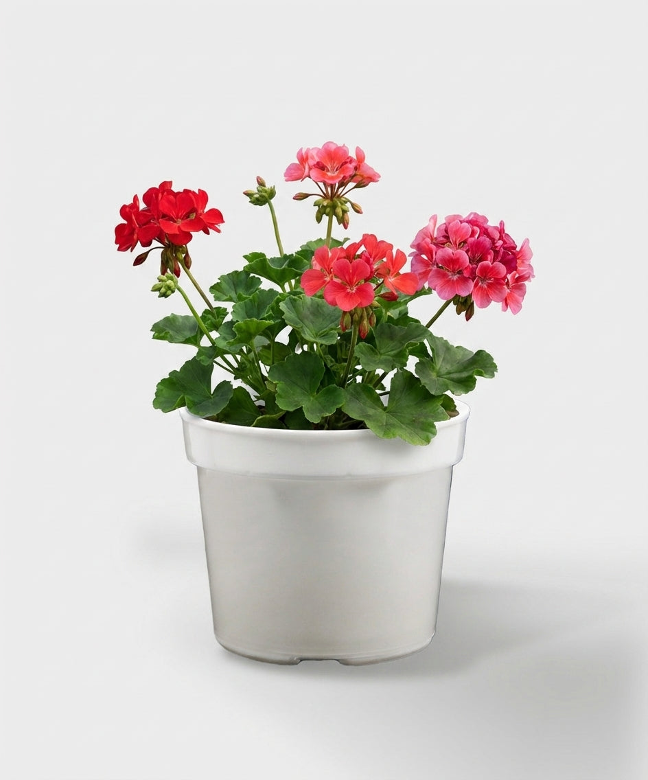 MACETA VIVERO 8 BLANCO