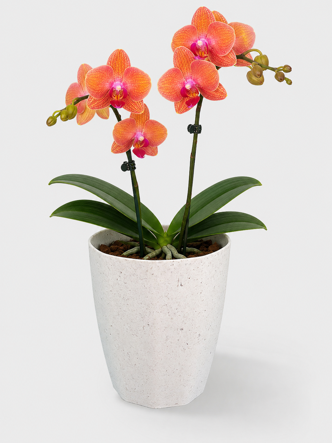 PORTAORQUIDEA THAI ECO FIBRA