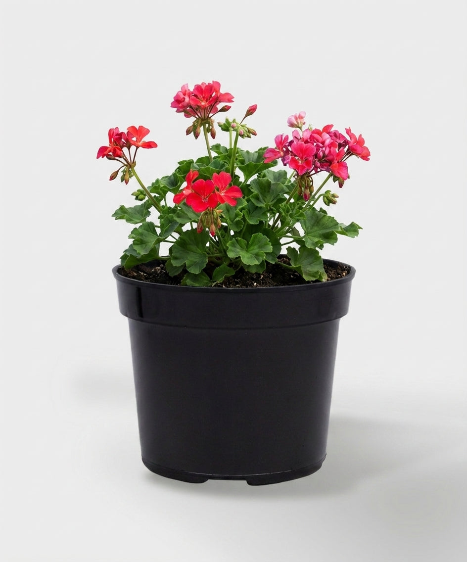 MACETA VIVERO 12  NEGRO