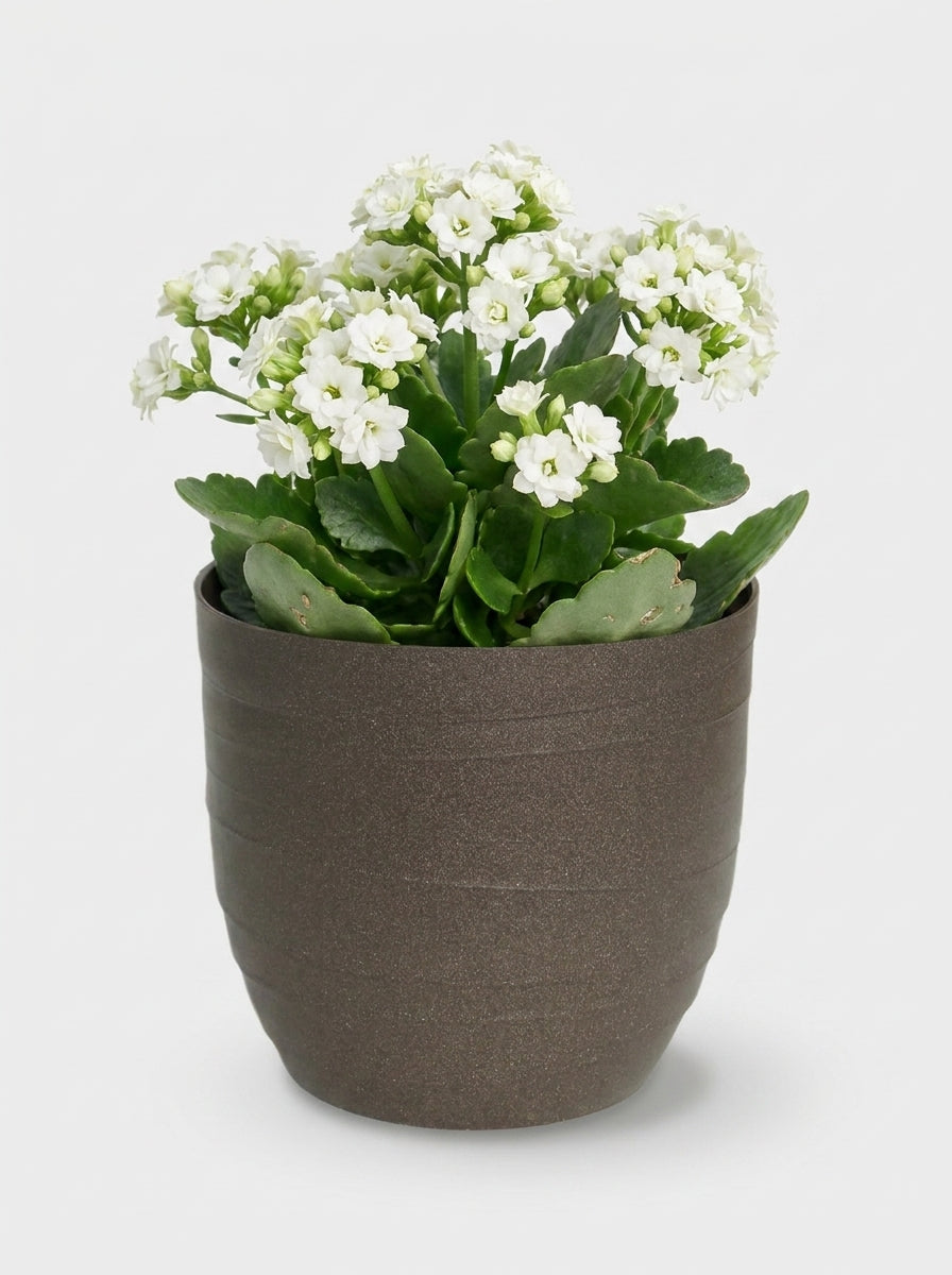 MACETA DUNAS 14 ECO WENGUE