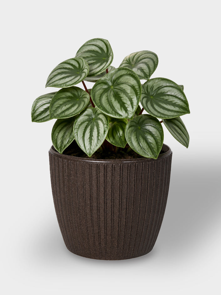 ECO MATERA TOSCANA 14CM WENGUE