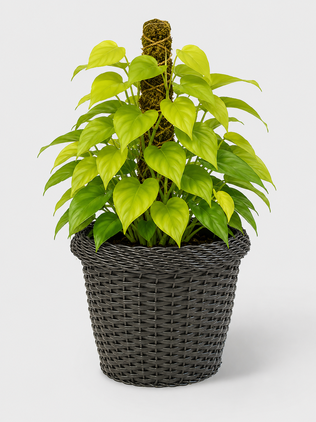 MACETA TEJIDA DAGUA 32CM WENGUE