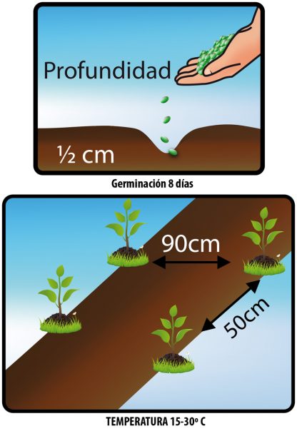 TOMATE MARGLOBER - Imagen 2