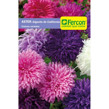 ASTER GIGANTE DE CALIFORNIA    5220