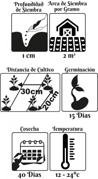 ESPINACA WINTER GIANT  BIO      S.E. - Imagen 2
